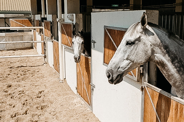 Die 4 besten Tipps gegen Langeweile im Stall