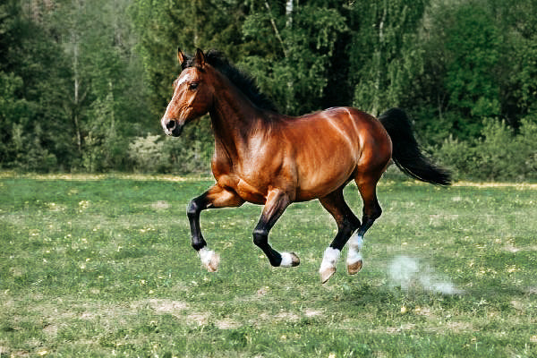 Deutsches Reitpony – kleine Sportler auf hohem Niveau