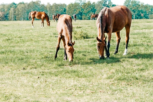 5 Tipps Weidesaison