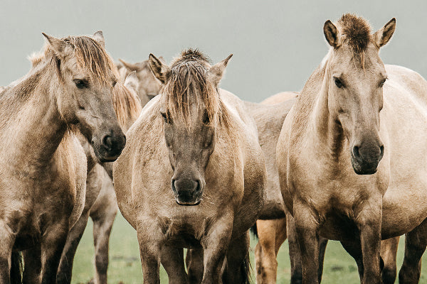 Das Dülmener Wildpferd – der kleine Graue aus dem Merfelder Bruch