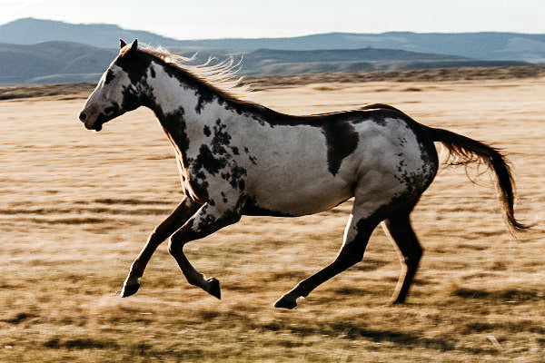 Das American Quarter Horse – ein hochmotivierter, lässiger Partner
