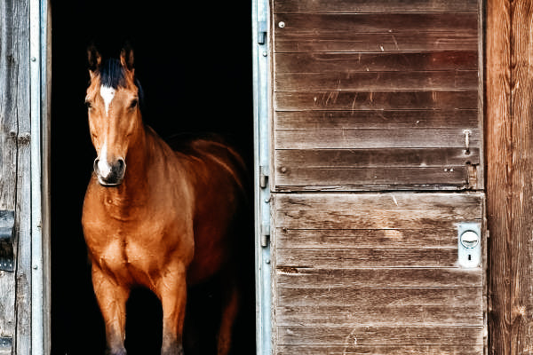 Haltungsformen von Pferden und Ponys