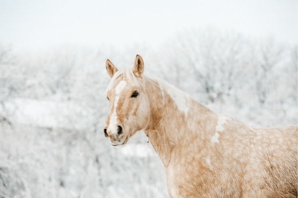 Warum werden Pferde im Winter geschoren?