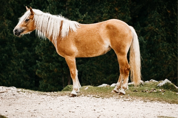 Haflinger