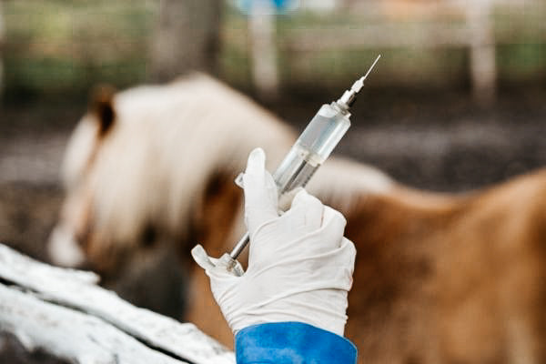 Pferde impfen
