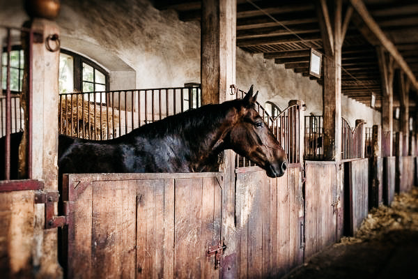 Boxenruhe beim Pferd - wie kannst Du Deinem Pferd die Langeweile nehmen?