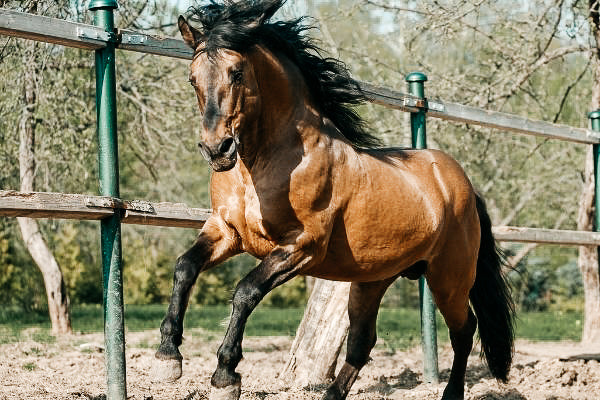 Spanische Pferde – südländische, stilvolle Eleganz im Anmarsch