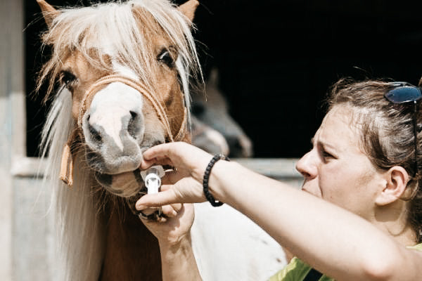 Wurmkur beim Pferd