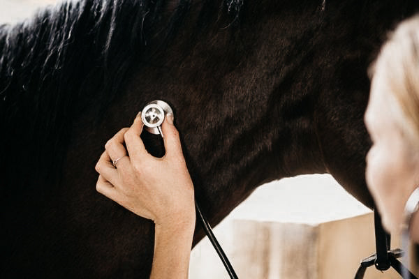 Druse beim Pferd – notwendige Infos für den Ernstfall