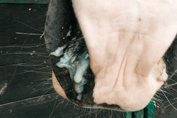 Atemwegserkrankungen beim Pferd – interessante Fakten