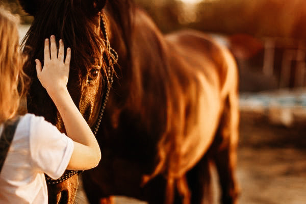 Natural Horsemanship – eine Einstellung, die jedes Pferd versteht