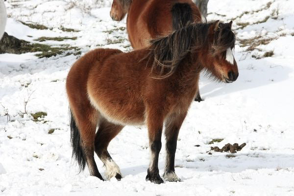Das Shetland Pony – kleines Persönchen, großes Herz