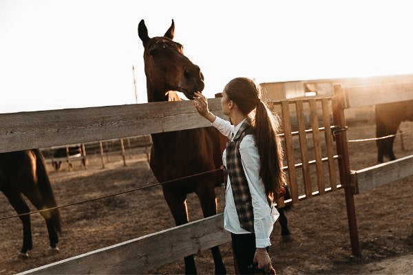 Wie Pferdepflege die Bindung zum Pferd stärkt