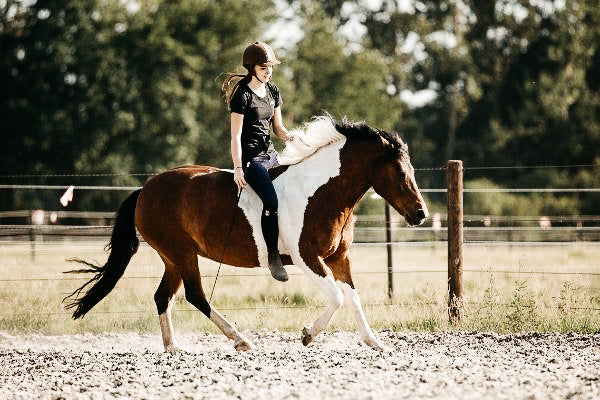 Halsringreiten – weniger ist tatsächlich mehr