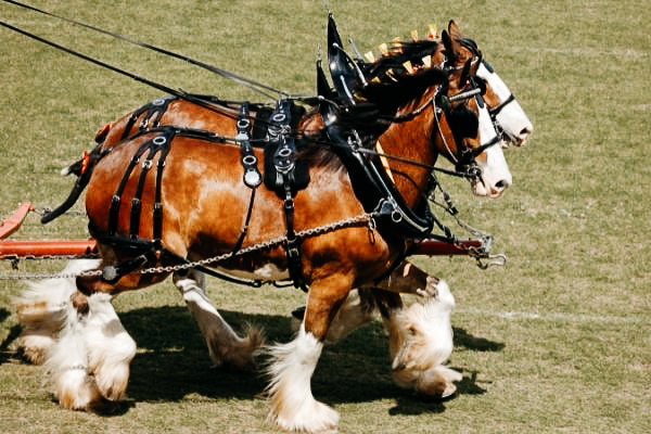 Das Shire Horse – mächtiger Koloss und optischer Leckerbissen