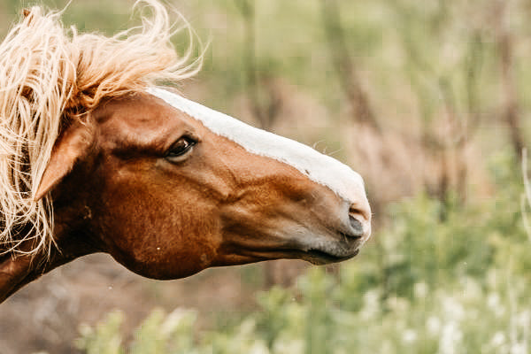Headshaking – gibt es Hoffnung fürs Pferd?
