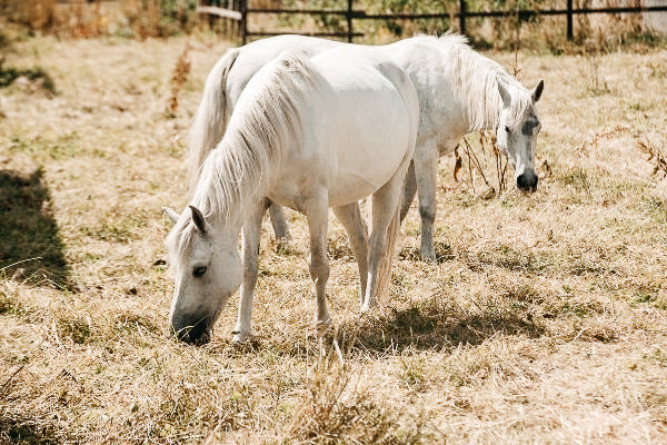 Das Connemara Pony – sprunggewaltige Persönlichkeiten erobern die Herzen