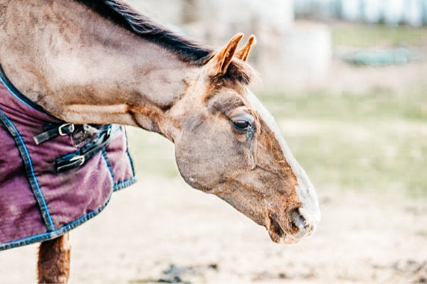 Schlundverstopfung beim Pferd – sofortige Hilfe zählt!