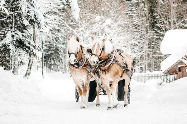 4 nützliche Tipps, die das Reiten im Winter angenehmer machen