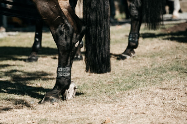 Spat – das “Aus” für Dein geliebtes Reitpferd?