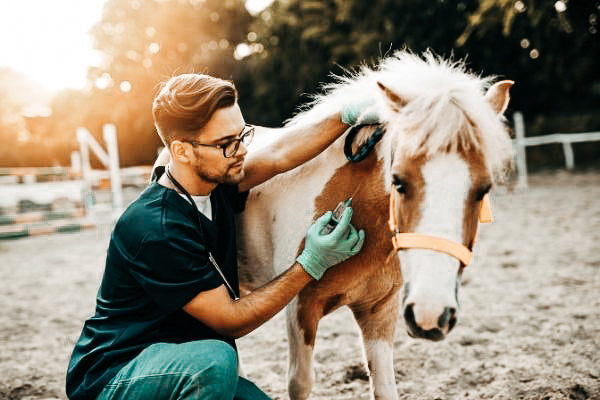 Pferdeinfluenza – ein veränderlicher Virus belastet die Atemwege