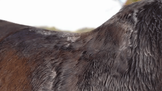 صورة متحركة لبودرة العرّاب